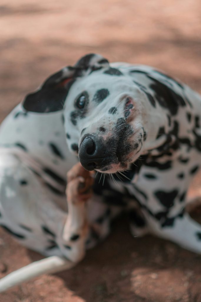 体を掻く犬。皮膚のかゆみは多くの飼い主の悩み