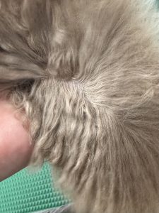 プードルの毛。このもつれが毛玉に。