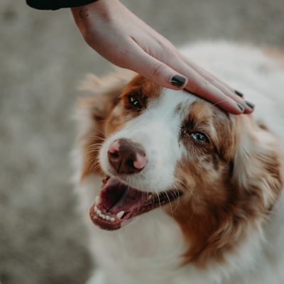 犬と飼い主の手。日々のケアが愛犬の皮膚と被毛の健康を支える
