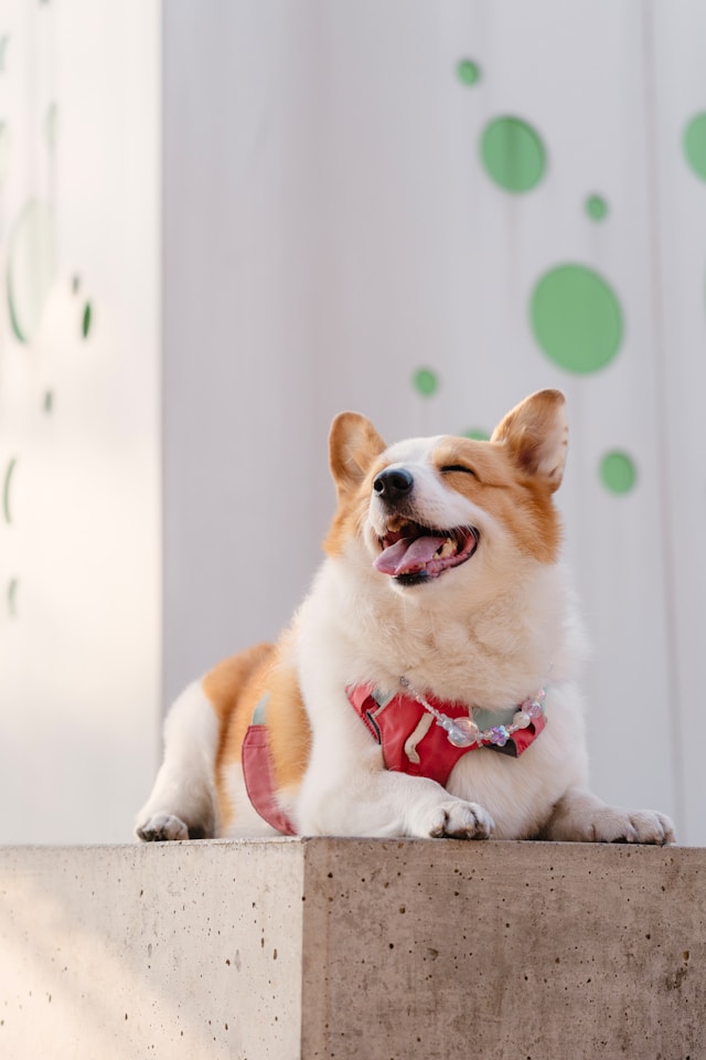 屋外で笑顔のコーギー。夏の日差しの中で過ごす犬