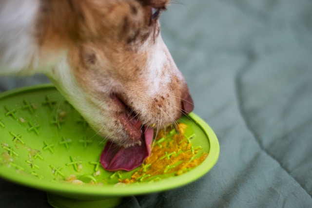 リックマットを夢中で舐めている犬