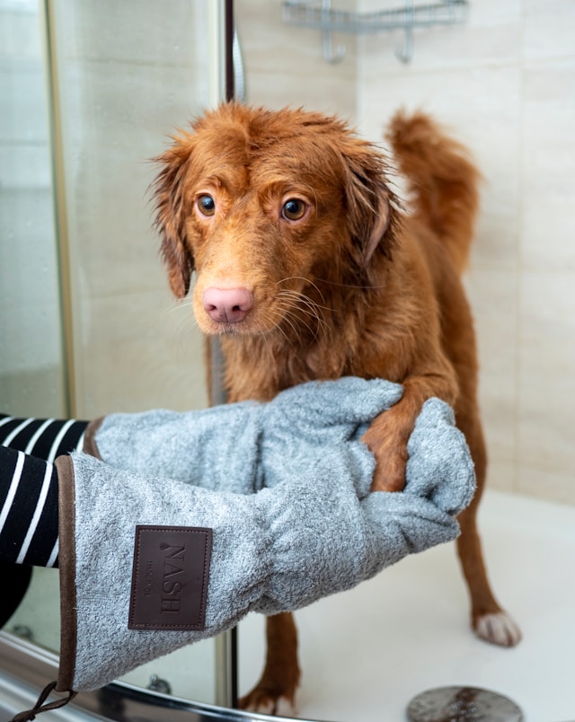 お風呂上がりの濡れた犬をタオルで拭いている様子