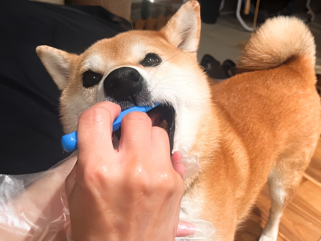 歯ブラシで歯磨きをする柴犬