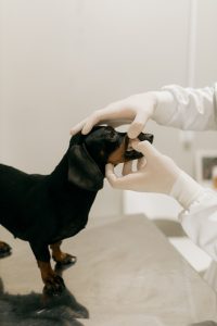 獣医師に歯をチェックされるダックス