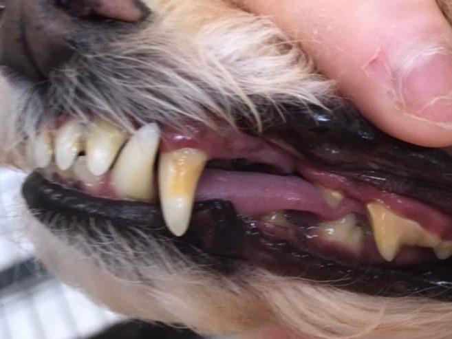 歯石がつきはじめた犬の口腔内
